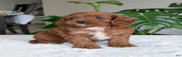 Cavapoo dogs for sale: Kody - Ad 7