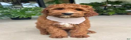 Irish Doodle dogs for sale: Harrison - Ad 5