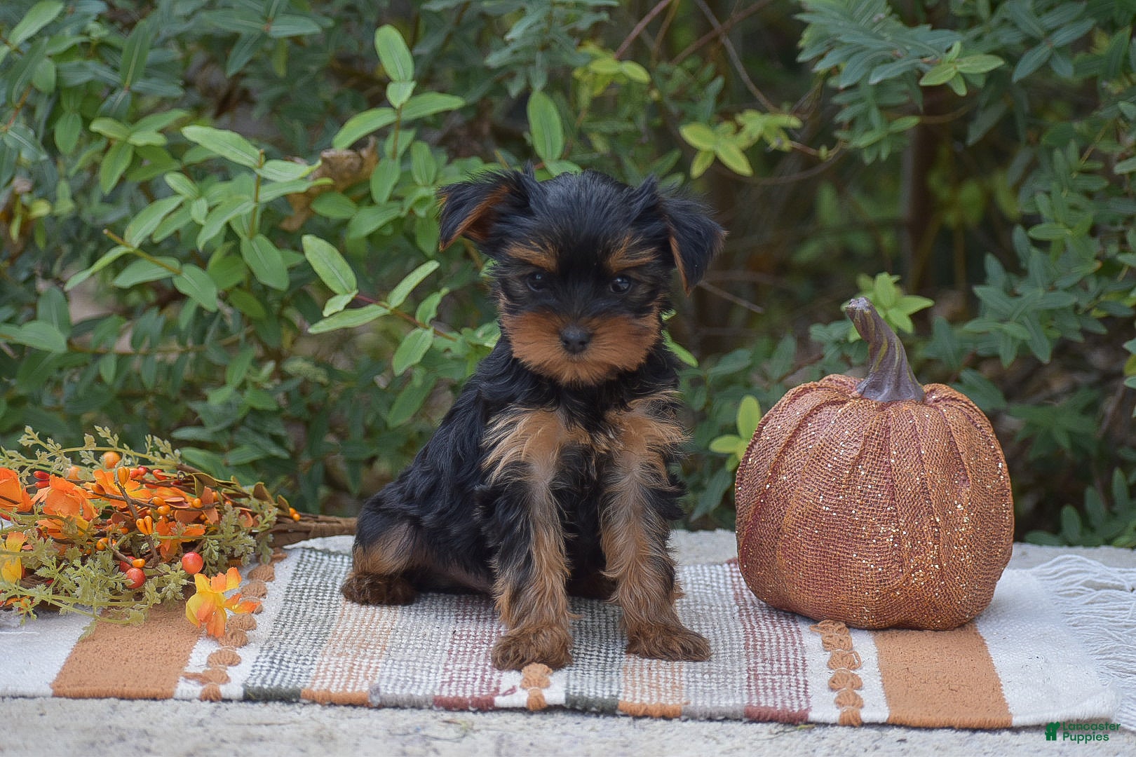 Yorkshire Terrier dogs Hudson - Ad 2
