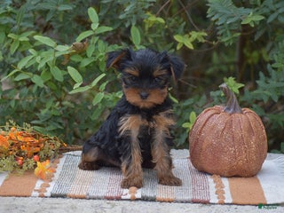 Yorkshire Terrier dogs Hudson - Ad 16