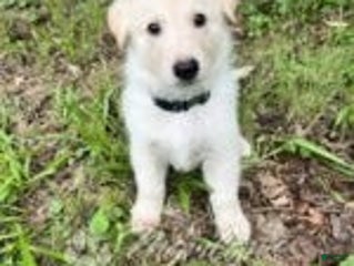 German Shepherd dogs - Ad 38