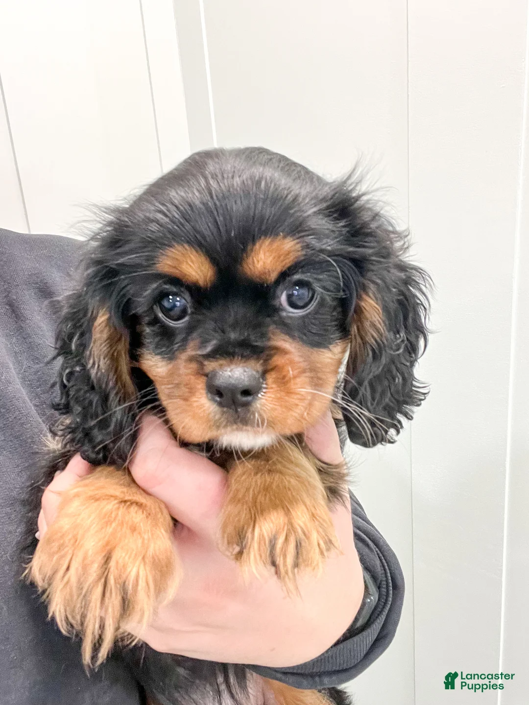 Cavalier King Charles Spaniel dogs for sale: Daisy - Ad 2