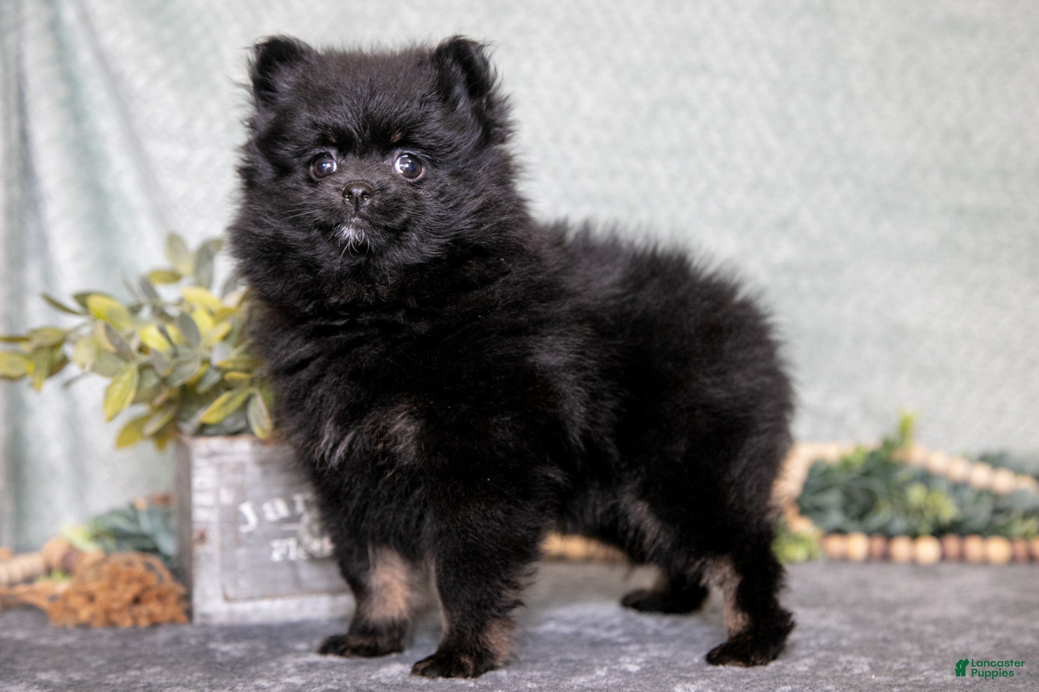 Pomeranian dogs Bitsy - Ad 29