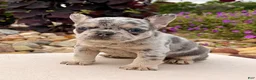 French Bulldog dogs for sale: Dawn - Ad 6