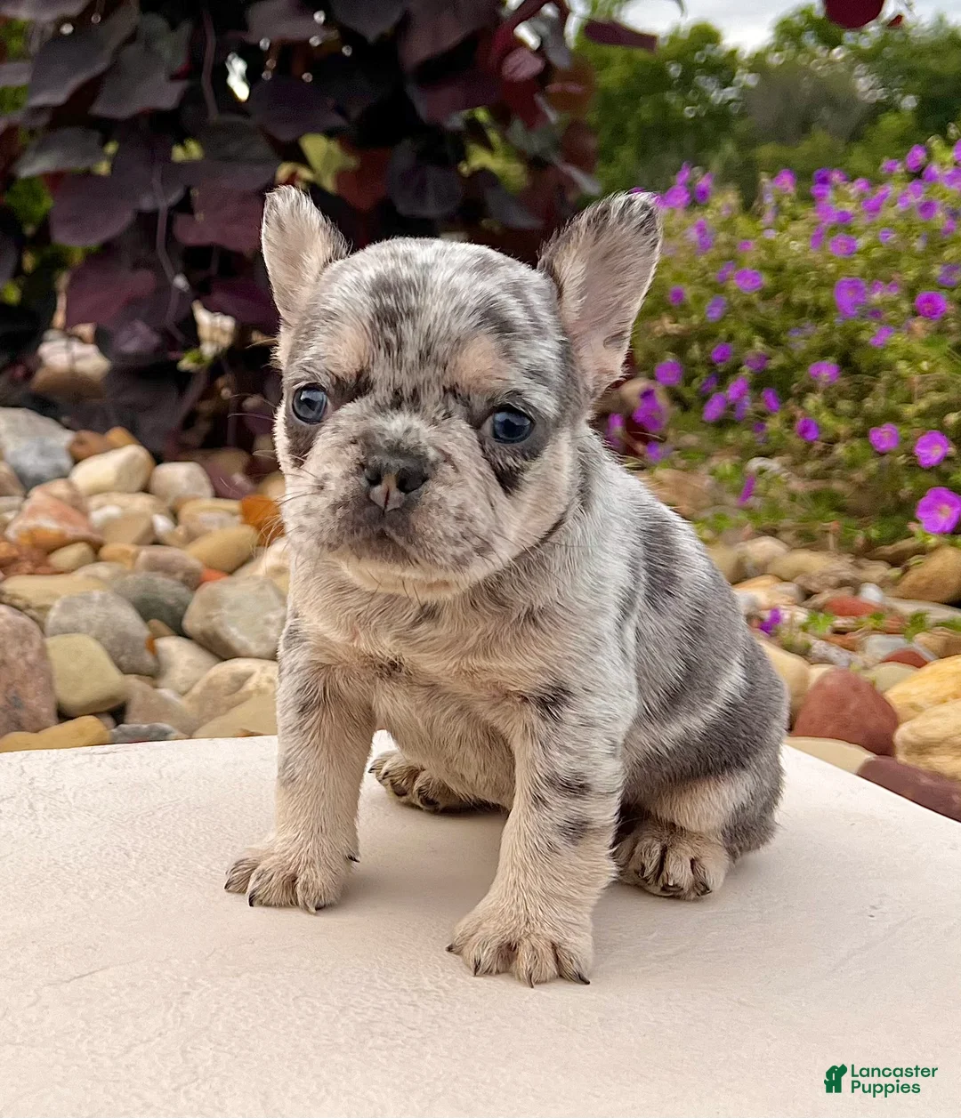 French Bulldog dogs for sale: Dawn - Ad 6