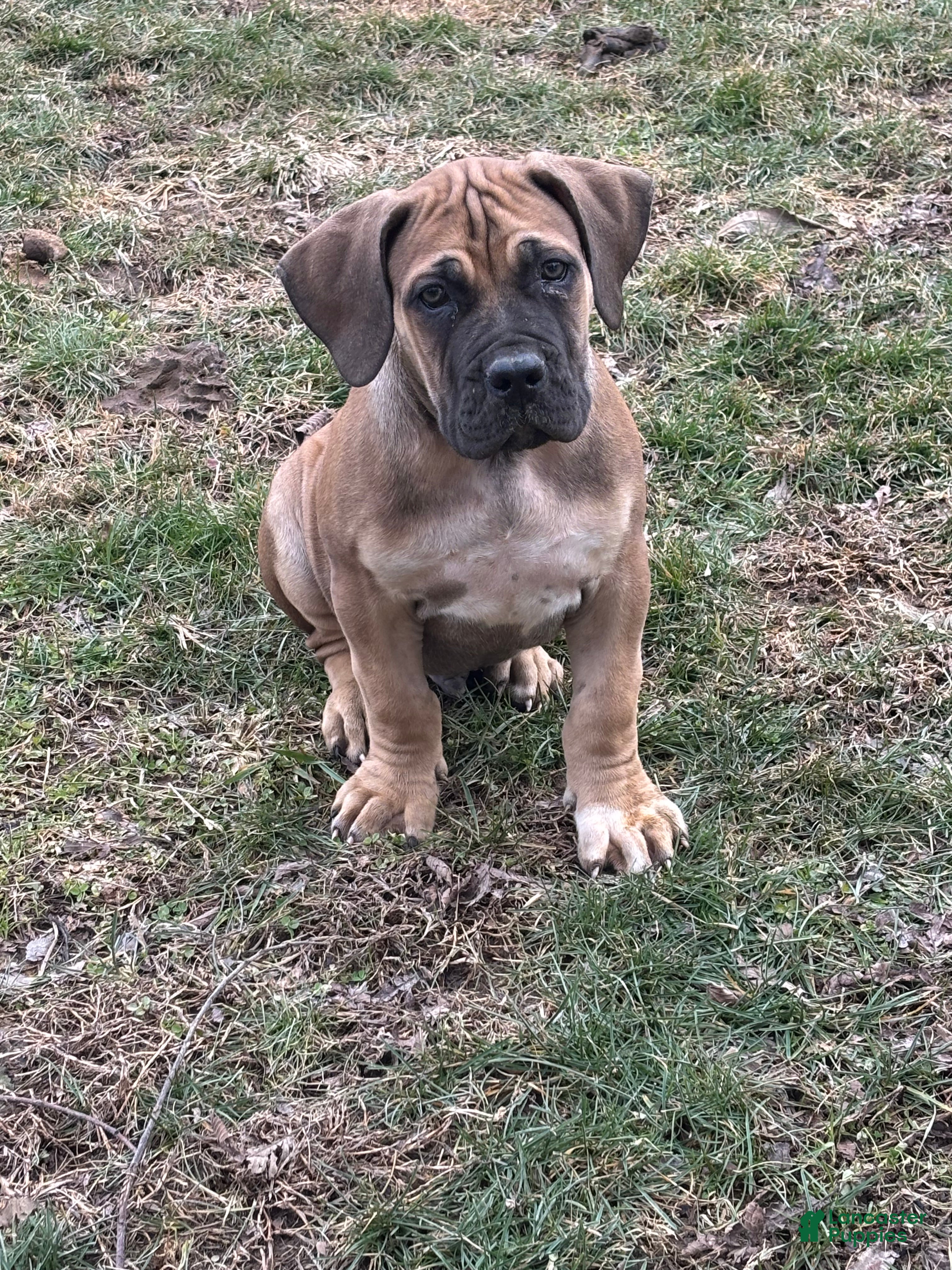 South African Boerboels dogs South African Boerboels Puppy 3 - Ad 3