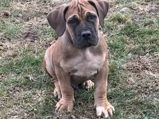 South African Boerboels dogs South African Boerboels Puppy 3 - Ad 3