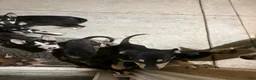 Pitsky dogs for sale: Pitsky 3 - Ad 4