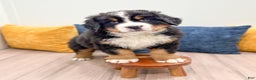 Bernese Mountain Dog dogs for sale: Rusty - Ad 2