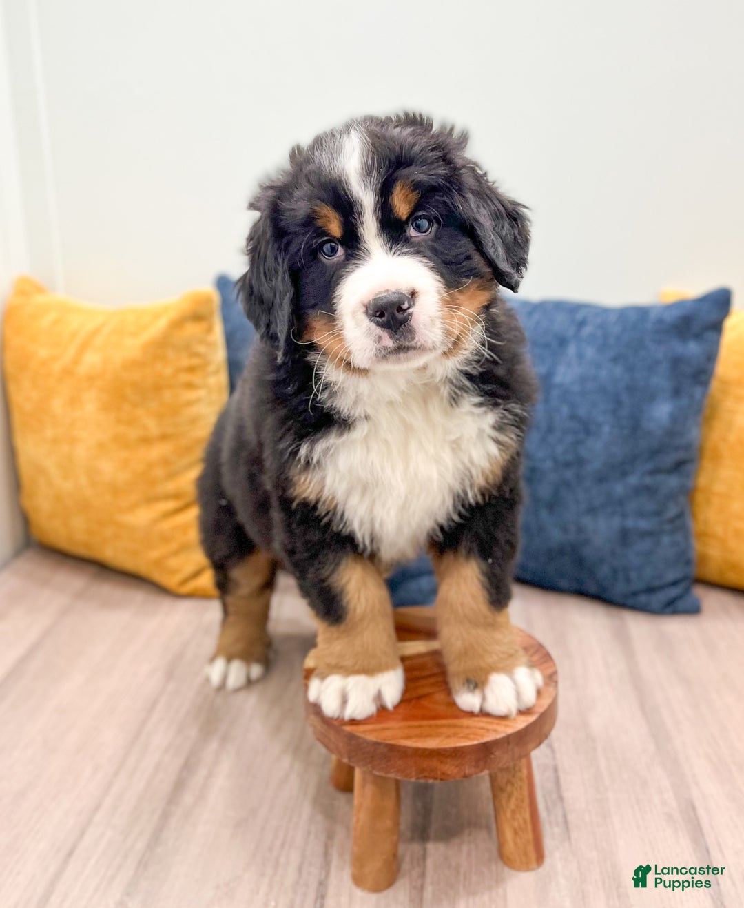 Bernese Mountain Dog dogs for sale: Rusty - Ad 2