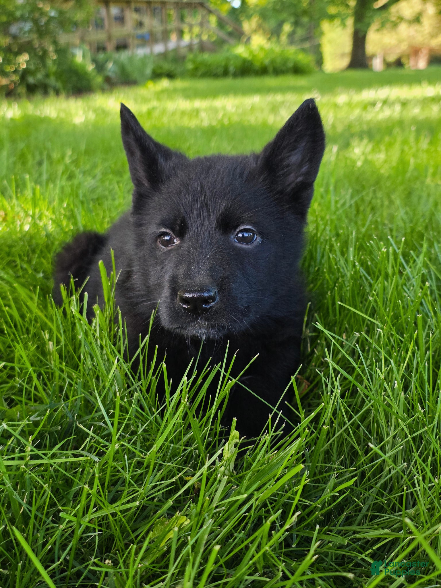 German Shepherd dogs for sale: German Shepherd Puppy 1 - Ad 1