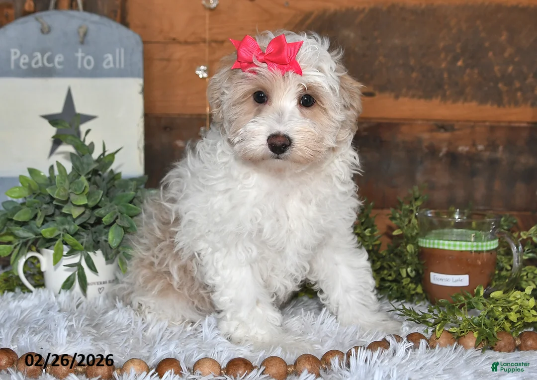 Lhasapoo dogs for sale: Pansy - Ad 2