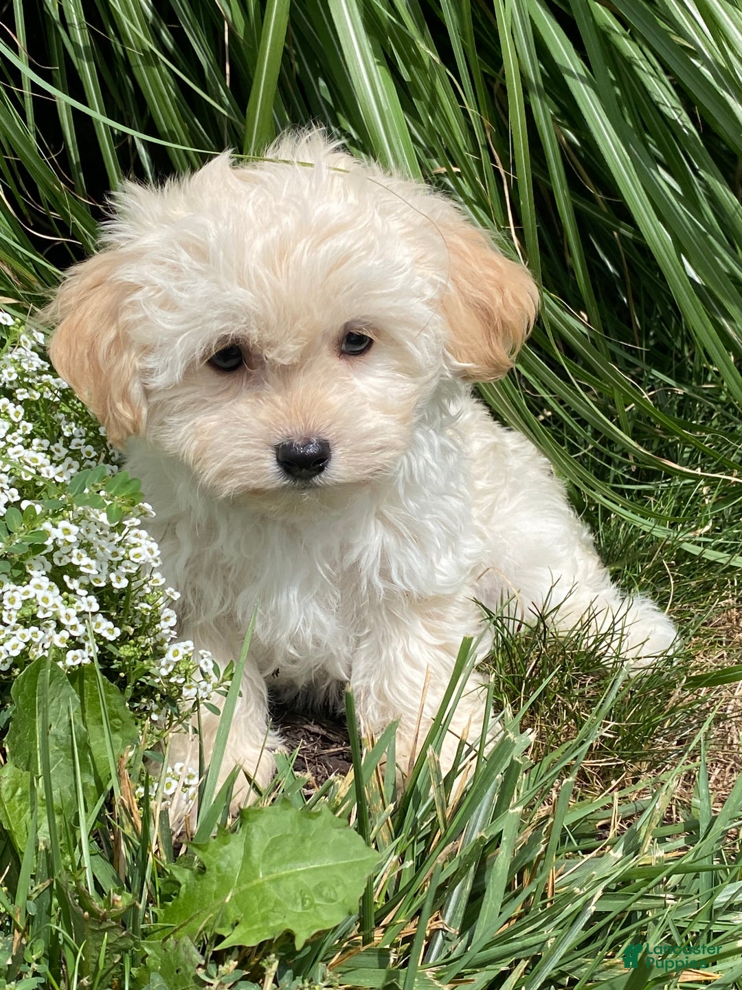 Havanese dogs for sale: Hudson  - Ad 5