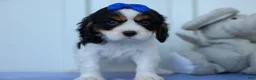 Cavalier King Charles Spaniel dogs for sale: Walker 🩵 - Ad 8