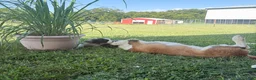 Saint Bernard dogs for sale: Akc Yellow - Ad 3