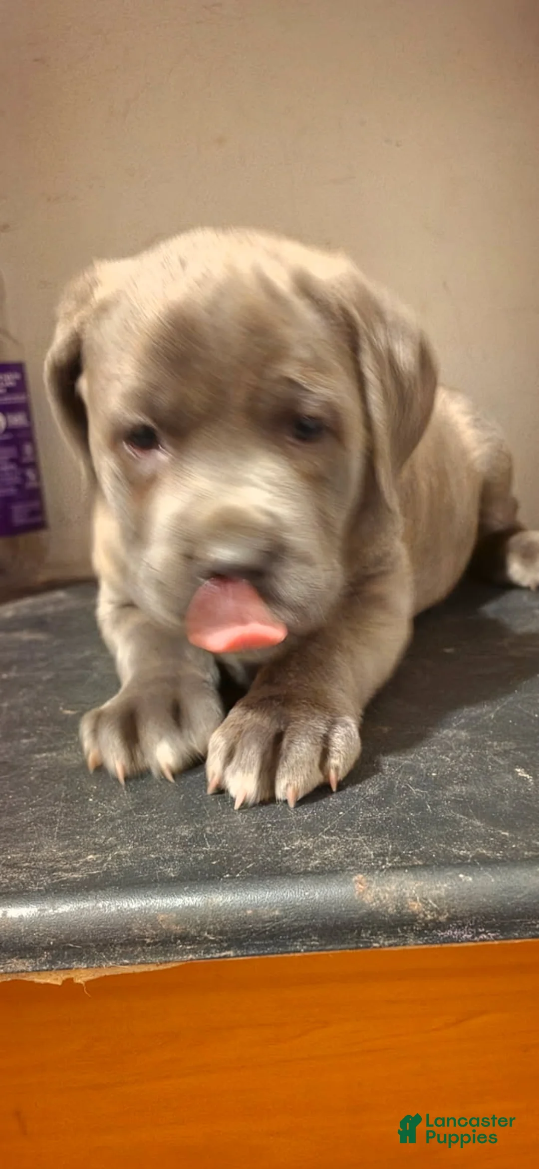 Cane Corso dogs for sale: Lexus - Ad 4