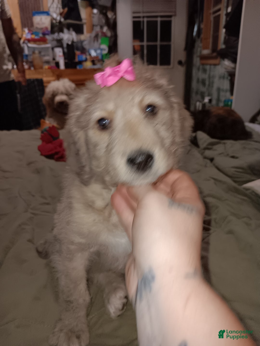 Labradoodle dogs for sale: Creamy mae - Ad 9