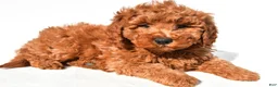 Mini Goldendoodle dogs for sale: Rosie - Ad 6