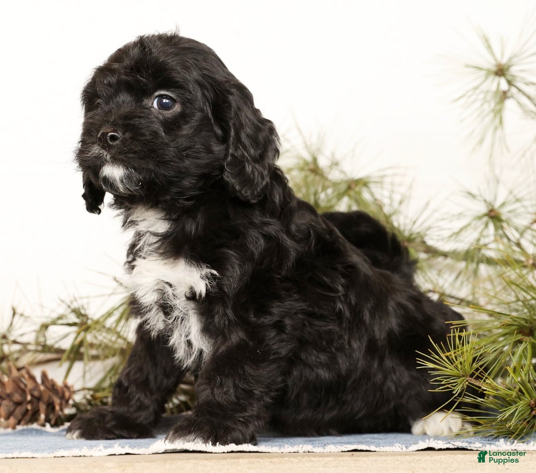 Cavapoo dogs for sale: Sasha - Ad 6