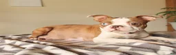 Boston Terrier dogs for sale: Becky - Ad 6