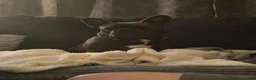 Frenchton dogs for sale: Purple - Ad 4