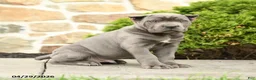 Cane Corso dogs for sale: Bandit - Ad 3