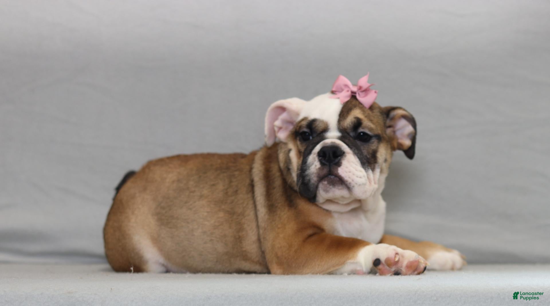 English Bulldog dogs Darcy - Ad 2