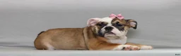 English Bulldog dogs for sale: Darcy - Ad 2
