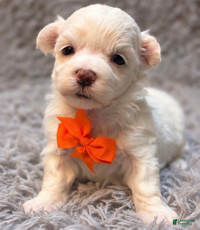 Maltese dogs Augustus “Gus”  - Ad 10