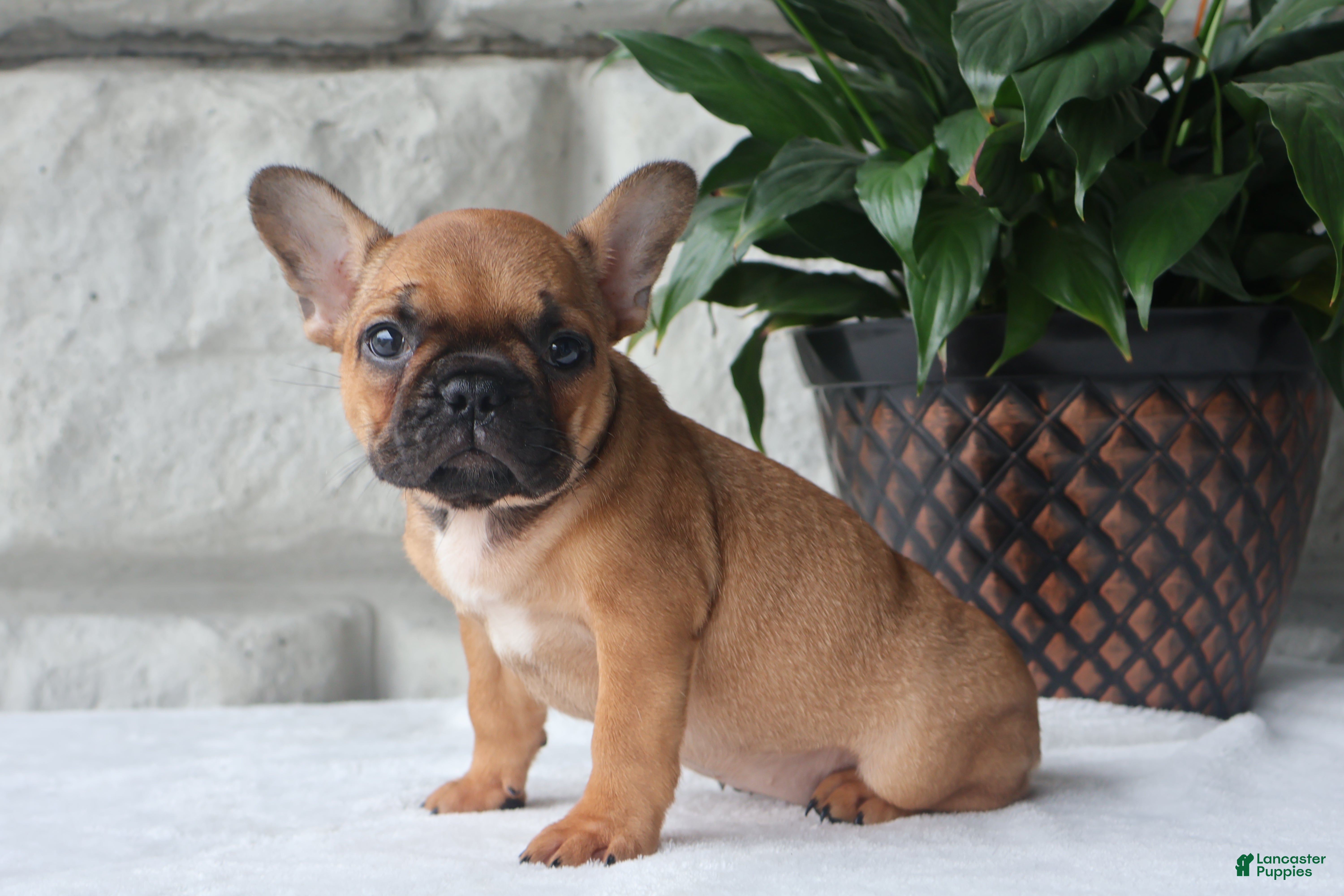 French Bulldog dogs for sale: Sophie - Ad 2