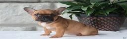 French Bulldog dogs for sale: Sophie - Ad 1