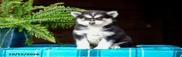 Pomsky dogs for sale: Richard - Ad 6