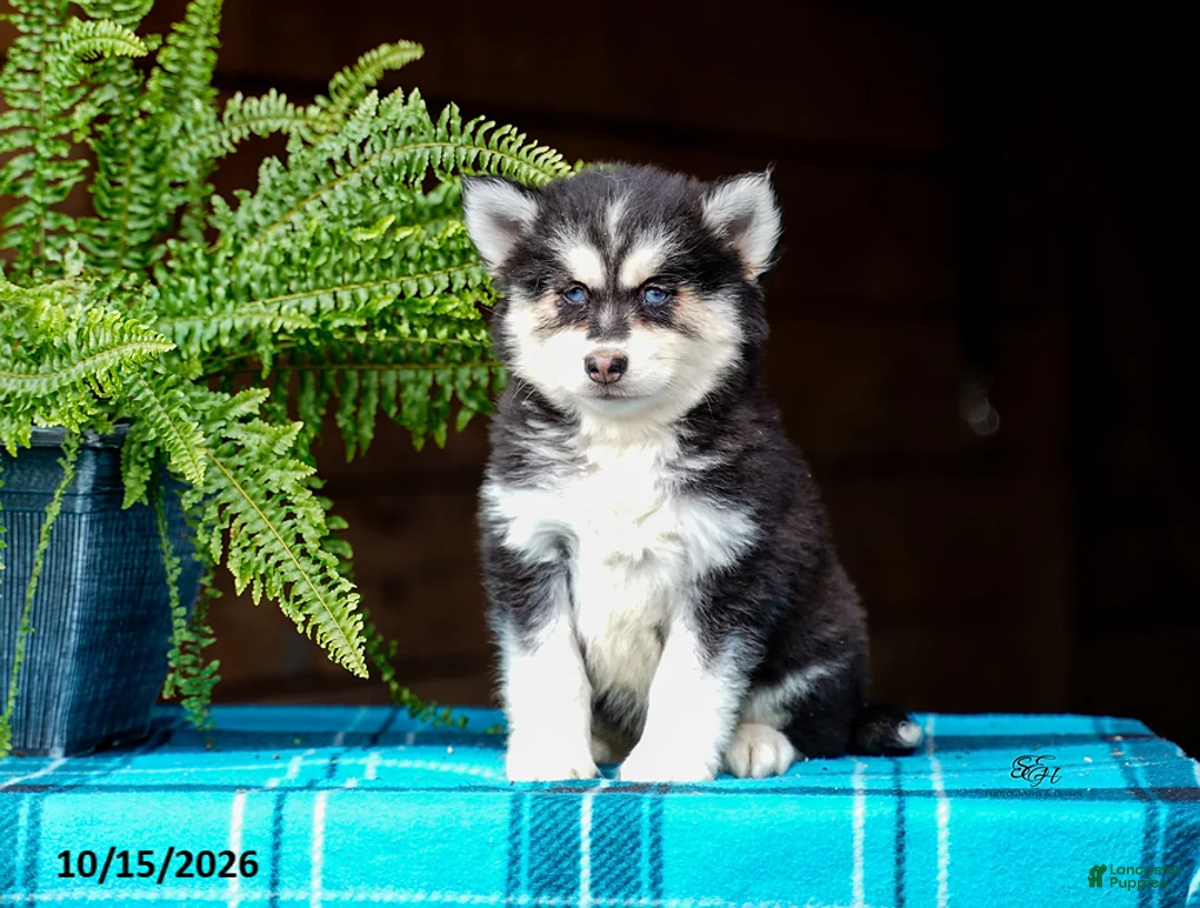 Pomsky dogs for sale: Richard - Ad 6