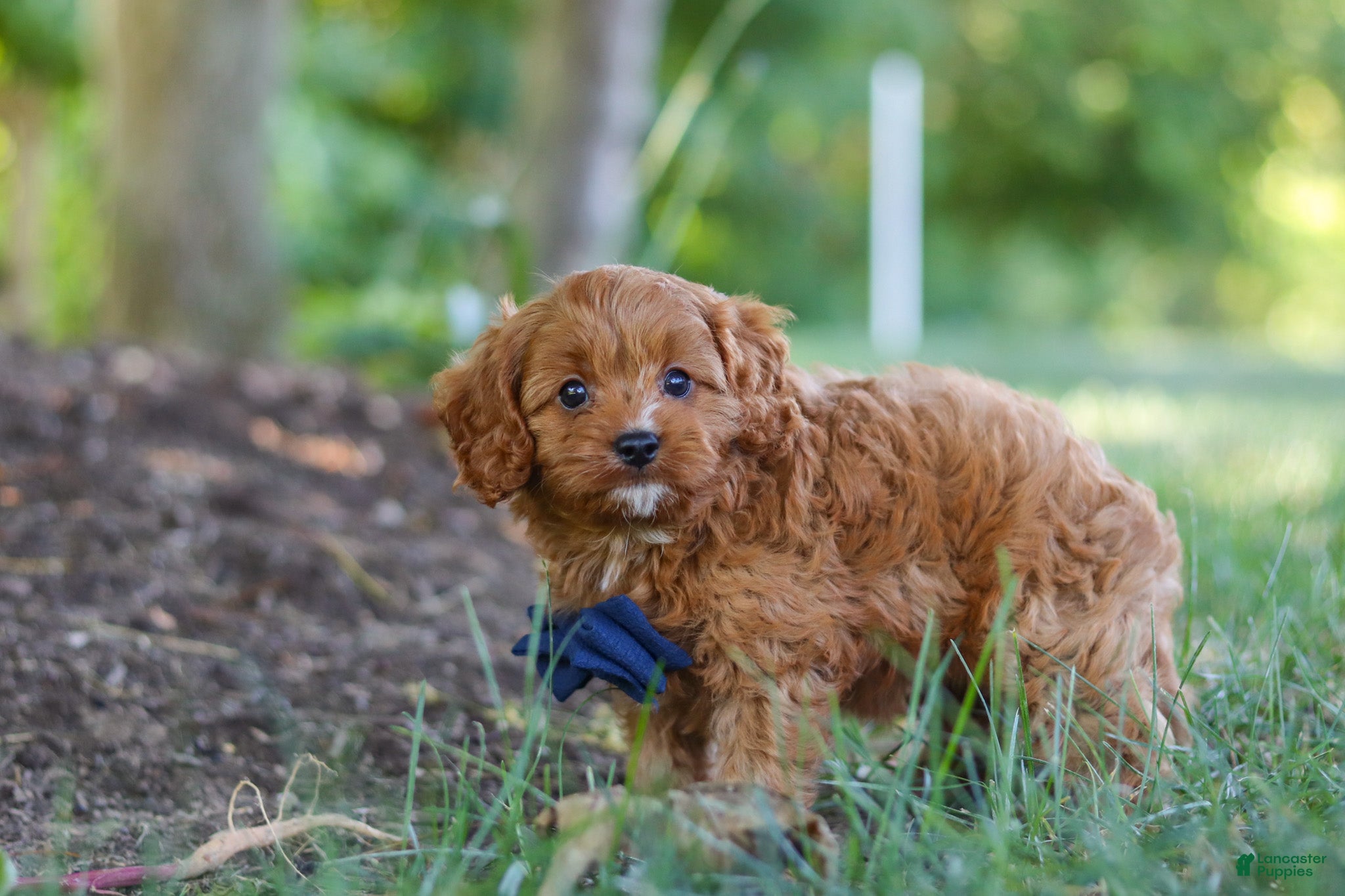 Cavapoo dogs Kobe - Ad 2
