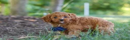 Cavapoo dogs for sale: Kobe - Ad 2
