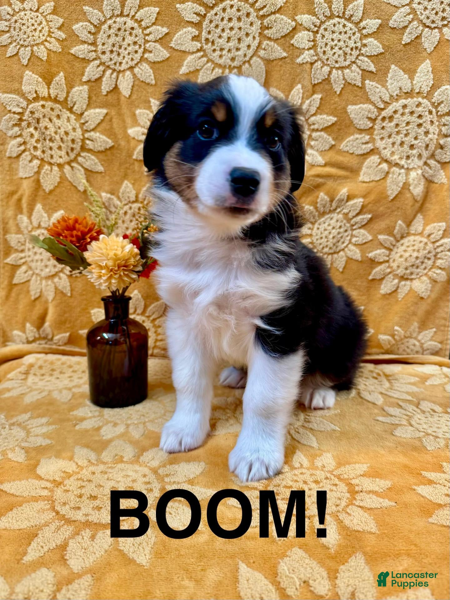 Miniature Australian Shepherd dogs Miniature Australian Shepherd 1 - Ad 1