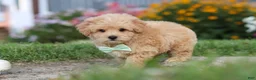 Maltipoo dogs for sale: Sailor - Ad 11