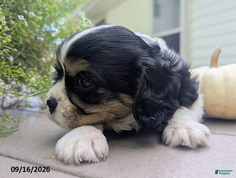 Cavalier King Charles Spaniel dogs Talith - Ad 2