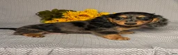 Miniature Dachshund dogs for sale: Caleb - Ad 7