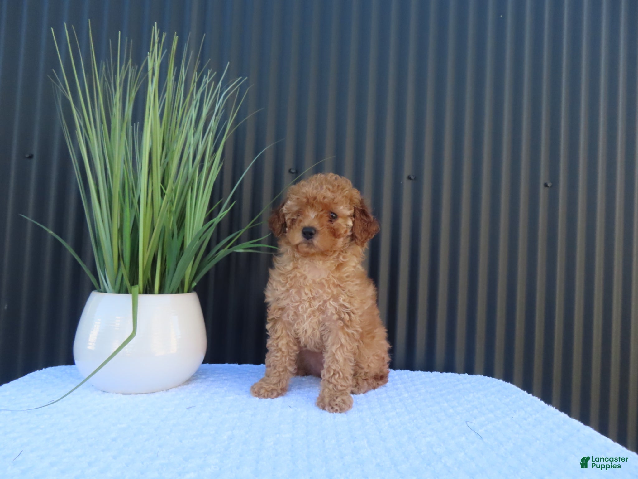 Toy Poodle dogs for sale: Misty - Ad 4