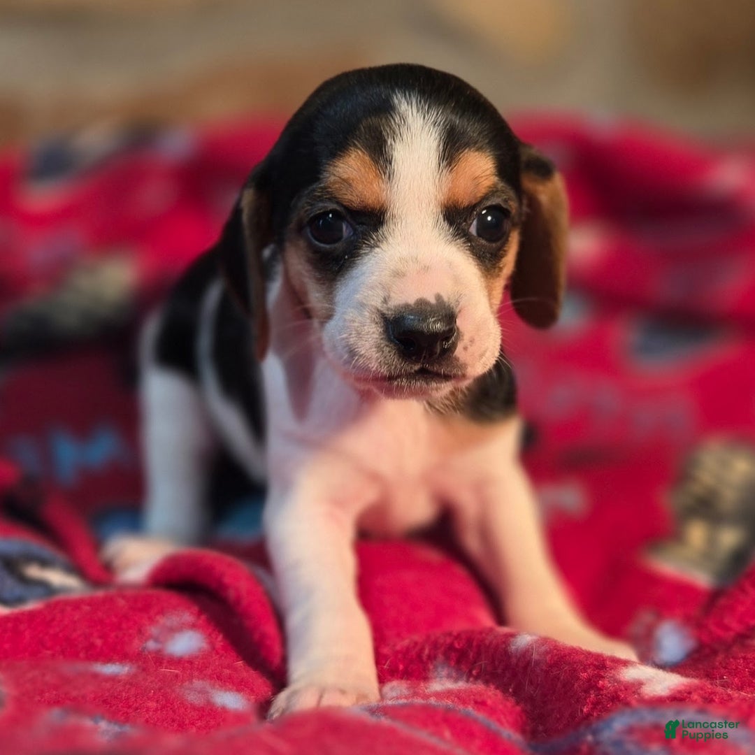 Beagle dogs for sale: Clove Queen Elizabeth Pocket Beagle - Ad 7