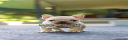 French Bulldog dogs for sale: Kyra - Ad 8