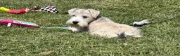 Miniature Schnauzer dogs for sale: Elijah  - Ad 4