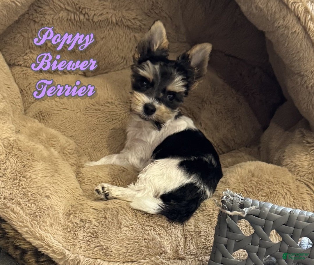 Teacup Yorkshire Terrier Puppies for sale Lancaster Puppies