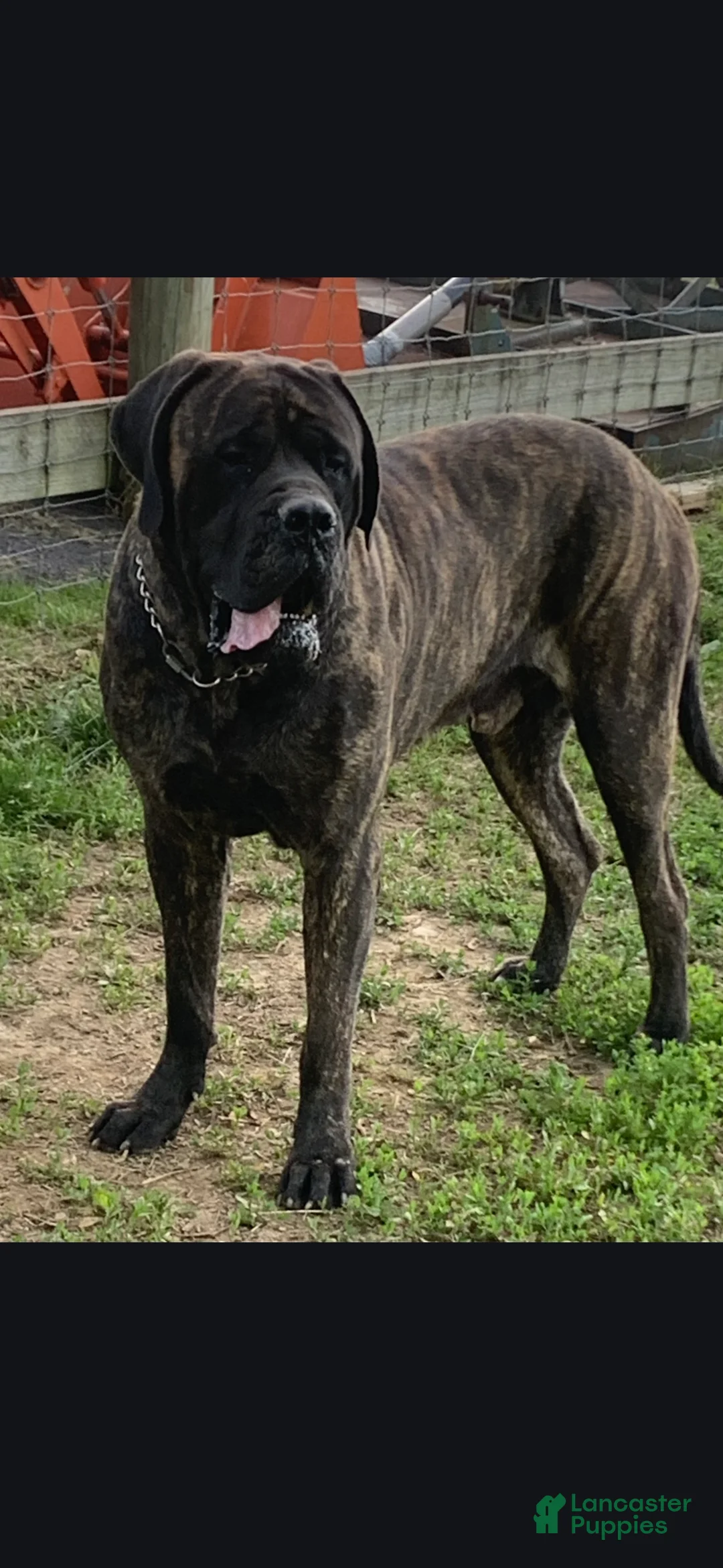 English Mastiff dogs for sale: Aspen - Ad 3