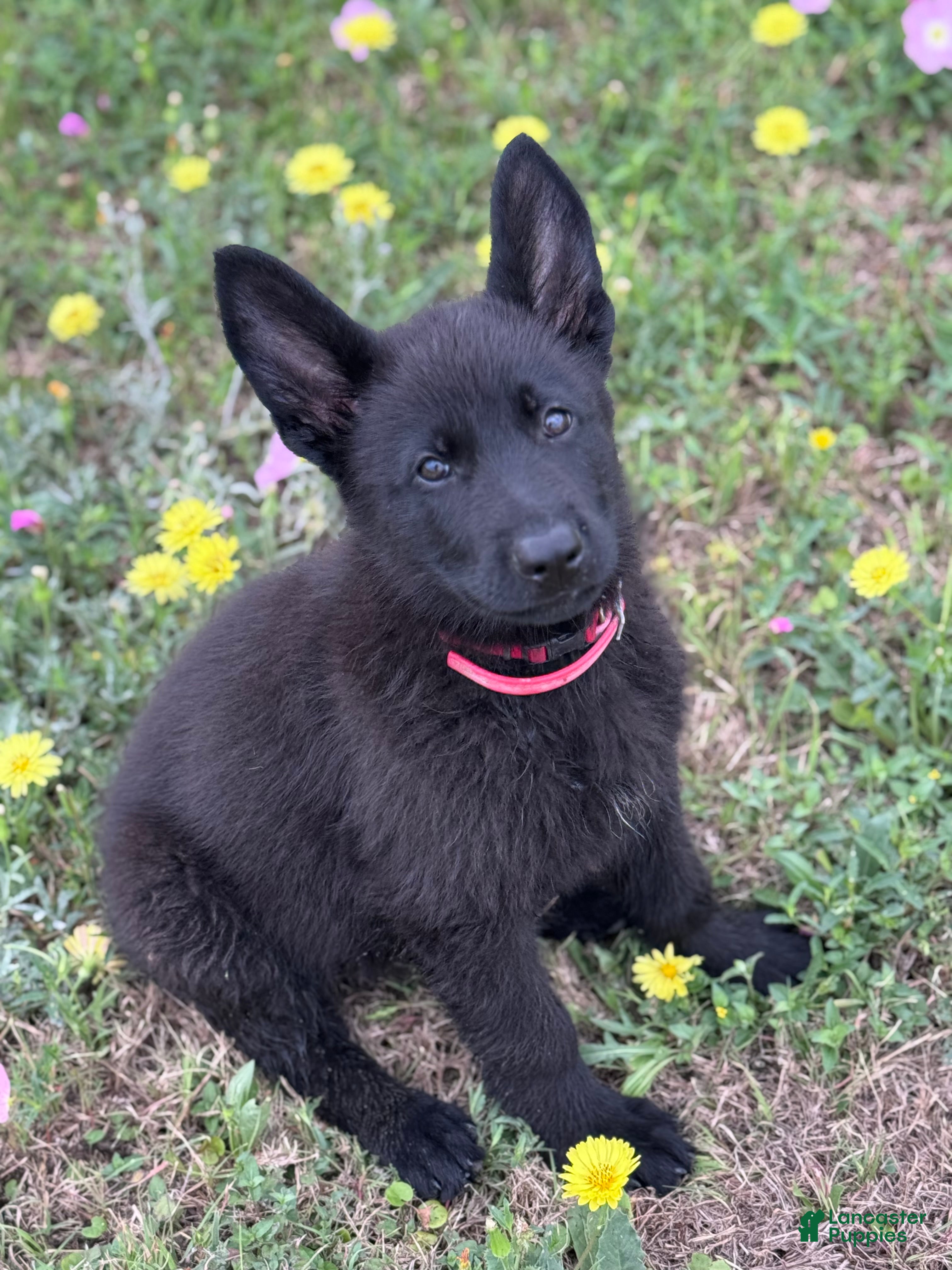 German Shepherd dogs  Puppy 1 - Ad 1