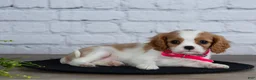 Cavalier King Charles Spaniel dogs for sale: Lana - Ad 6