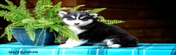 Pomsky dogs for sale: Teddy - Ad 3