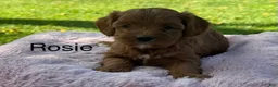 Cavapoo dogs for sale: Rosie - Ad 1