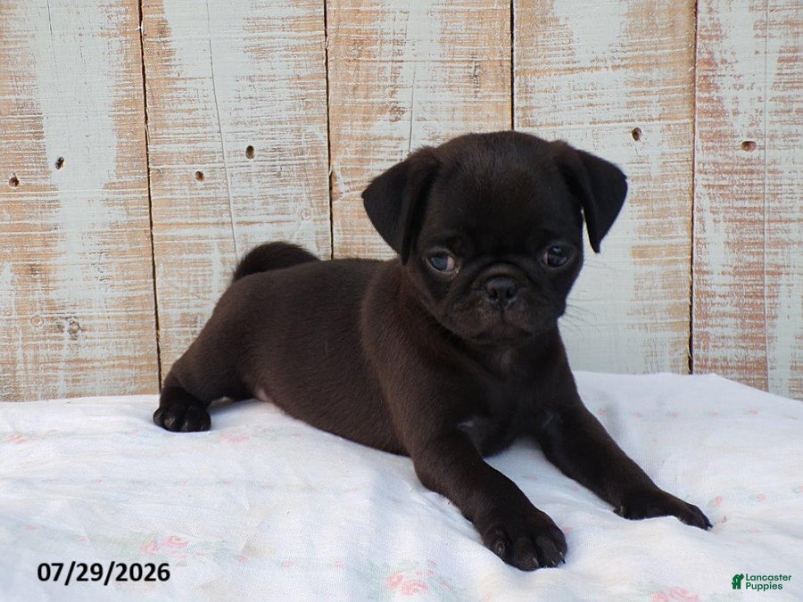 Pug dogs Cotton - Ad 2